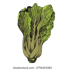Chinese cabbage with leaf, lettuce salad, vegetables. Сlipart desing. Cabbages silhouette vector illustration. Food eco-friendly concept. Healthy detox diet.