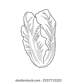 Chinese cabbage lineart. Vegetable vector illustration. 