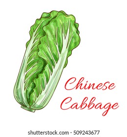 Chinese cabbage. Napa leafy cabbage vegetable sketch isolated icon. Vegetarian napa lettuce salad product label for grocery shop emblem, product tag design