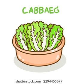 Chinese  cabbage  on background vector.