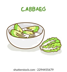Chinese  cabbage  on background vector.