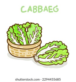 Chinese  cabbage  on background vector.