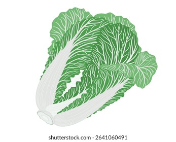 Chinese cabbage on a white background.
