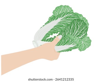 Chinese cabbage on a white background.