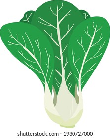 Chinese Cabbage Pechay Petsay Napa Cabbage Bok Choy Pak Choi Brassica Rapa Pekinensis Green Leaf Stalk Foliage Vegetable Asian Illustration Isolated Vector