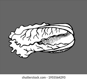 Chinese cabbage, pen-drawn, black and white