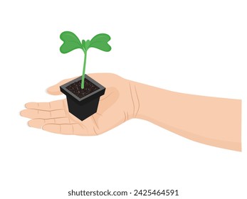 Chinese cabbage seedlings in a nursery tray.