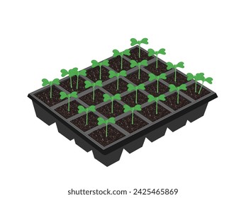 Chinese cabbage seedlings in a nursery tray.