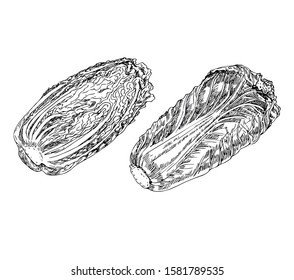Chinese cabbage set in line art style.