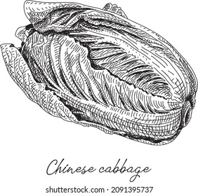 Chinese cabbage - sketchy hand-drawn vector illustration.