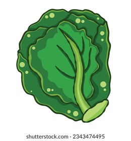 Chinese cabbage solated illustration on white background