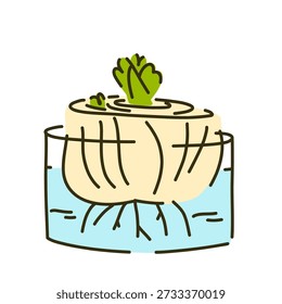 El repollo chino brotó en un recipiente de agua para su reutilización, bok choy cultivado en casa en un alféizar de ventana