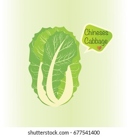 Chinese cabbage and text cartoon for logo. vegetable vector illustration.