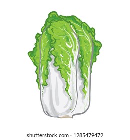 Chinese Cabbage Vector Illustration