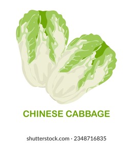 Chinese cabbage, vector illustration, easy to edit, white background