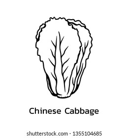 Chinese cabbage vector illustration. chinese cabbage line drawing