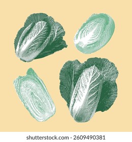 Chinese cabbage vector, Chinese cabbage illustration, line drawing on yellow background.