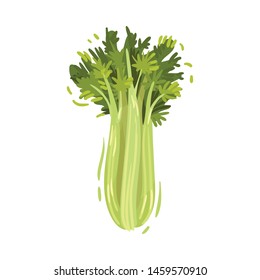 Chinese cabbage. Vector illustration on white background.