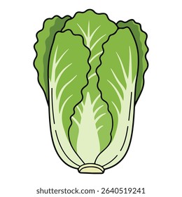 Chinese cabbage vector illustration, simple design