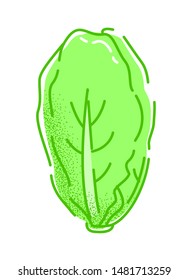 Chinese cabbage. Vector illustration of a tasty green vegetable in flat and line-art style for print, banner or postcard.