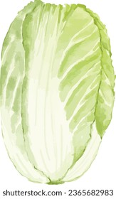 chinese cabbage watercolor illustration isolated element