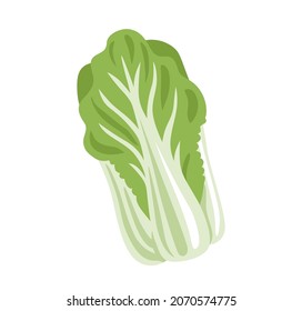 Chinese cabbage, wombok, napa cabbage. Fresh leafy green vegetable. Asian ingredient. Healthy natural vegetarian food. Hand drawn flat vector illustration.