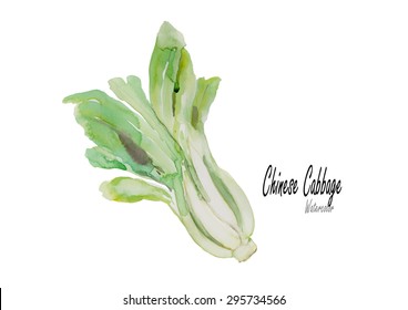 Chinese cabbage,cabbage.Hand drawn watercolor painting on white background.Vector illustration.