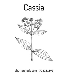 Chinese Cassia (Cinnamomum Cassia), Medicinal Plant. Hand Drawn Botanical Vector Illustration