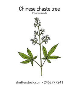 Chinese chaste tree (Vitex negundo), medicinal plant. Hand drawn botanical vector illustration
