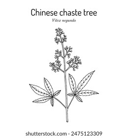Chinese chaste tree (Vitex negundo), medicinal plant. Hand drawn botanical vector illustration