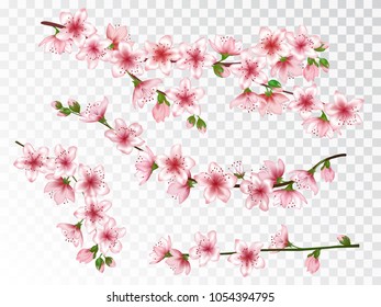 Chinese cherry branches collection vector illustration. Blooming twigs isolated, springtime tree flower blossoms seasonal design. Cute spring flowering trees branches vector set.