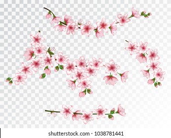 Chinese cherry branches set vector illustration. Blooming twigs isolated, springtime tree flower blossoms seasonal design. Decorative spring flowering trees branches vector set.