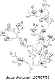 Chinese cherry line drawn