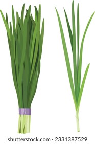 Chinese chives nira hand drawn vector illustration bunch and single isolated svg