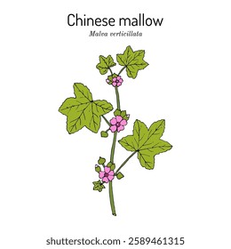 Chinese or Cluster mallow (Malva verticillata), edible and medicinal plant. Hand drawn botanical vector illustration