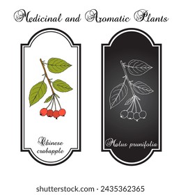 Chinese crabapple or Malus prunifolia, edible and ornamental plant. Hand drawn botanical vector illustration