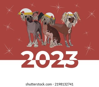 Chinese Crested breed, dog pedigree drawing. Cute dog characters in various poses, designs for prints, adorable and cute Christmas Chinese Crested cartoon vector set, in different poses. New year post