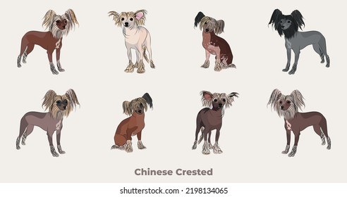 Chinese Crested breed, dog pedigree drawing. Cute dog characters in various poses, designs for prints adorable and cute Chinese Crested cartoon vector set, in different poses.