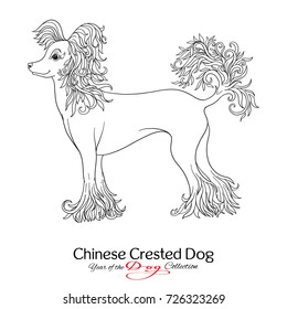 Chinese Crested Dog. Black and white graphic drawing of a dog. 