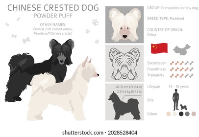 Chinese crested dog coated variety clipart. Different poses, coat colors set.  Vector illustration