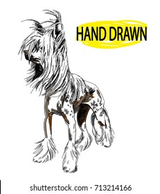 Chinese Crested Dog. Drawing by hand in vintage style. The dog stands and the fur develops in the wind. A dog with spots.