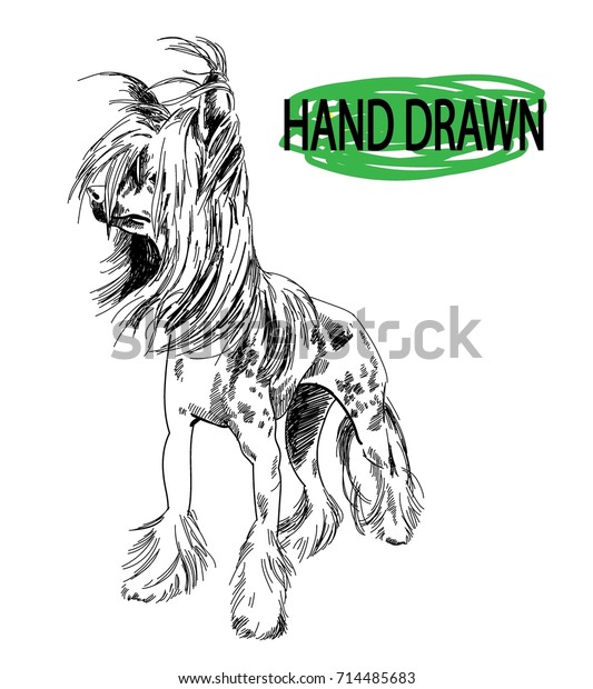 Chinese Crested Dog Drawing By Hand Stock Vector (Royalty Free ...