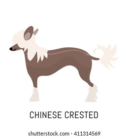 Chinese crested. Dog, flat icon. Isolated on white background.