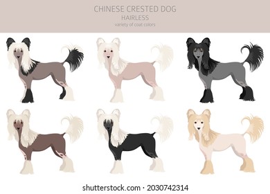 Chinese crested dog hairless variety clipart. Different poses, coat colors set.  Vector illustration