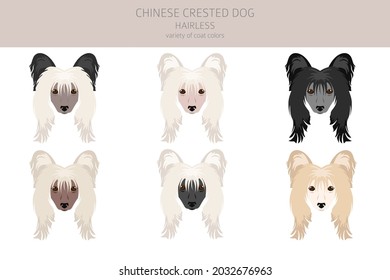 Chinese crested dog hairless variety clipart. Different poses, coat colors set.  Vector illustration