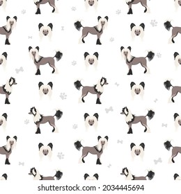 Chinese crested dog hairless variety seamless pattern. Different poses, coat colors set.  Vector illustration