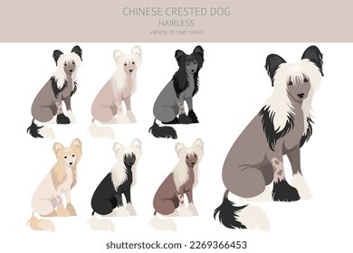 Chinese crested dog hairless variety clipart. Different poses, coat colors set.  Vector illustration