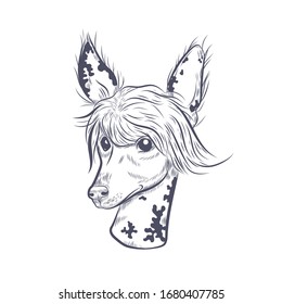 Chinese crested dog hand drawn vector sketch. Chinese crested dog head on white background.