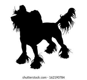 Chinese Crested Dog isolated on white background. Black vector silhouette of funny dog.