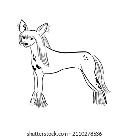 Chinese crested dog isolated on white background. Hand drawn dog breed vector sketch.